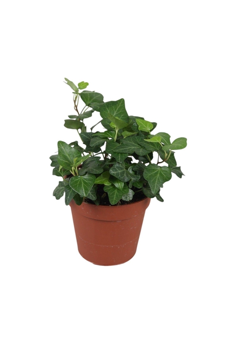 <h4>Hedera helix Wonder</h4>