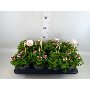 Pelargonium gran.   ..