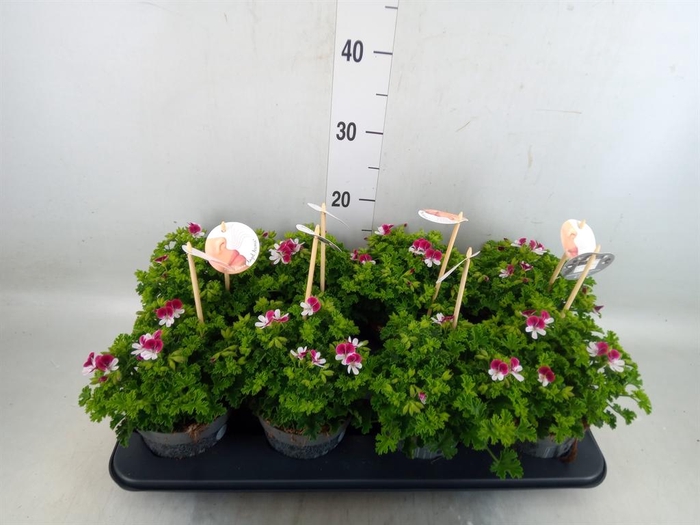 <h4>Pelargonium gran.   ..</h4>