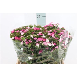 Di Barb Neon Pink Rose Ex