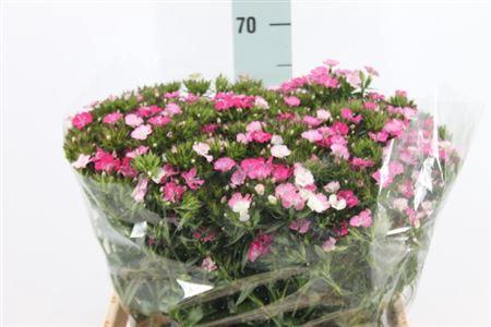 Di Barb Neon Pink Rose Ex