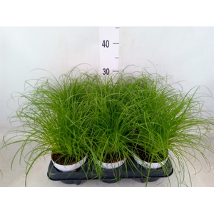 Cyperus alternifolius 'Zumula'