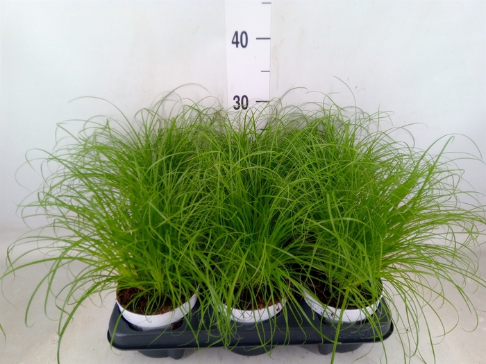 <h4>Cyperus alternifolius 'Zumula'</h4>