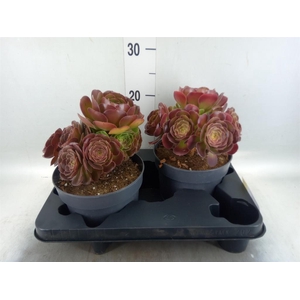 Aeonium arboreum 'Velours'