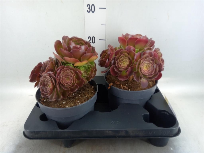 <h4>Aeonium arboreum 'Velours'</h4>