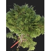 Chamaecyparis Thuja Plicata Atrovirens