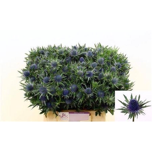 Eryngium Aquarius Qstar Blue