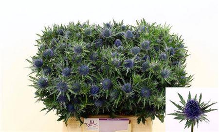<h4>Eryngium Aquarius Qstar Blue</h4>