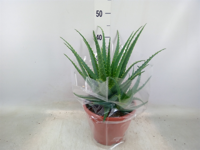 <h4>Aloe arborescens</h4>