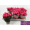 Beg Hl Adonia Pink