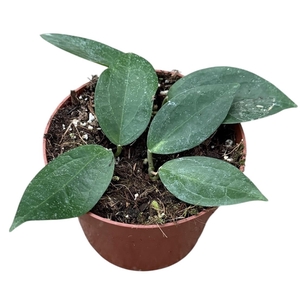 Hoya sp Timor
