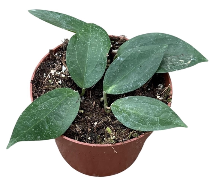 <h4>Hoya sp Timor</h4>