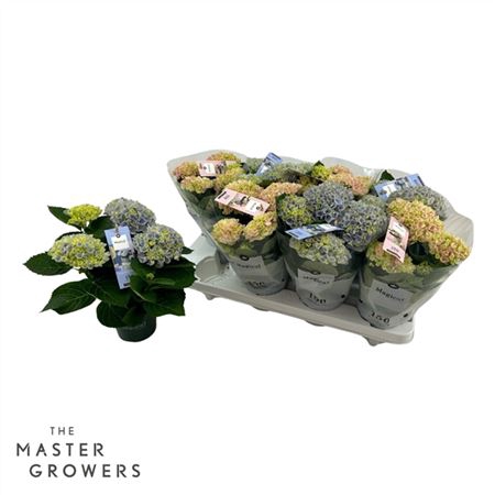 <h4>Hydrangea Macr. Magical Revolution 10,5 Cm Mix 3+</h4>
