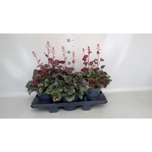 Heuchera  'Paris'