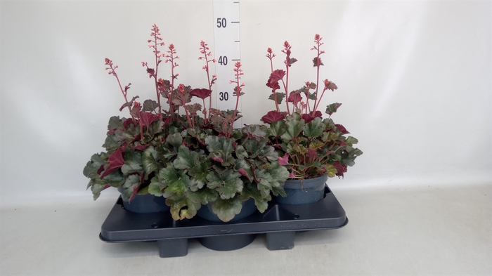 <h4>Heuchera  'Paris'</h4>