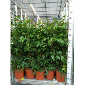 Ficus benja. 'Exotica'