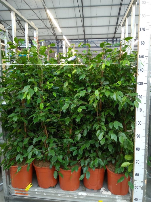 <h4>Ficus benja. 'Exotica'</h4>