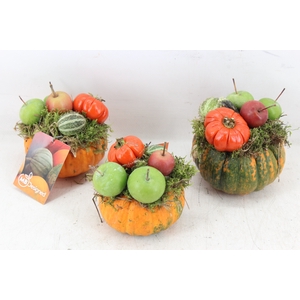 arr4 Sierfruit MB - Pompoen opm. x15