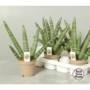 Sansevieria Cilder Handshake 12Ø 45cm