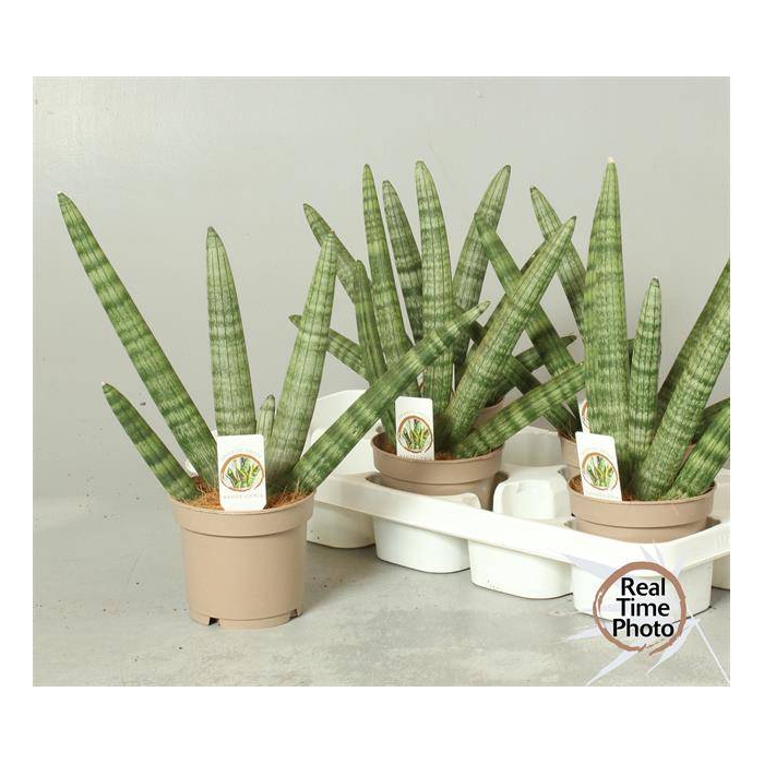 <h4>Sansevieria Cilder Handshake 12Ø 45cm</h4>
