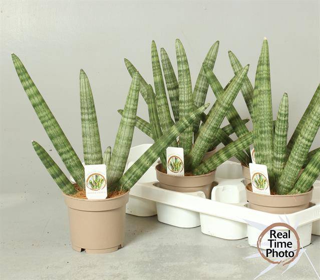 Sansevieria Cilder Handshake 12Ø 45cm