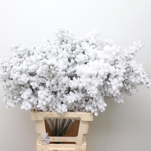 Pres Ruscus White Snow (5 Stems P Bunch)