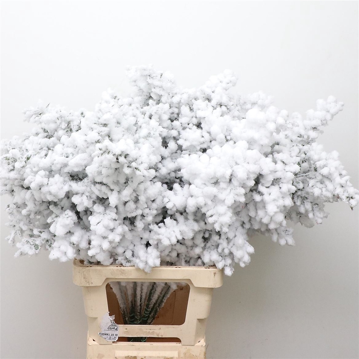 <h4>Pres Ruscus White Snow (5 Stems P Bunch)</h4>