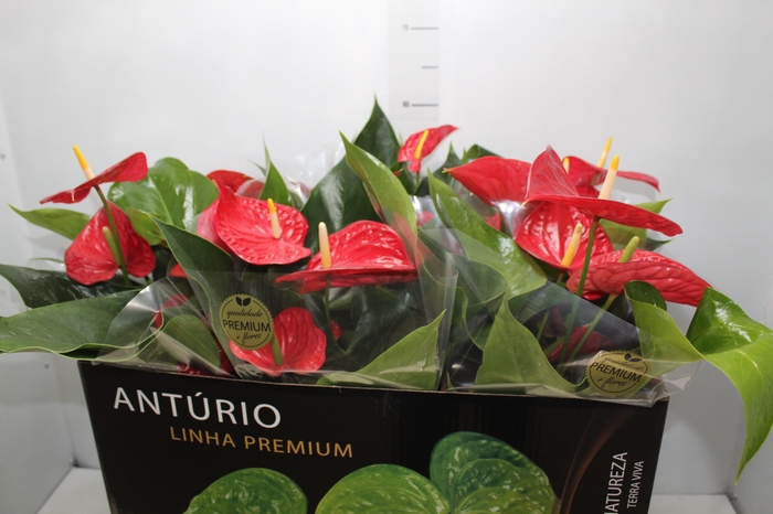 <h4>ANTHURIUM MICHIGAN P17 PREMIUM</h4>