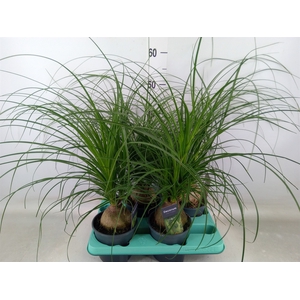 Beaucarnea recurvata