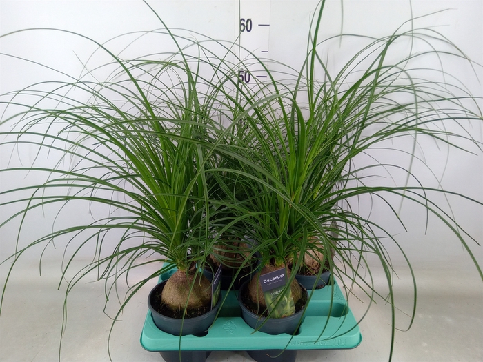 <h4>Beaucarnea recurvata</h4>