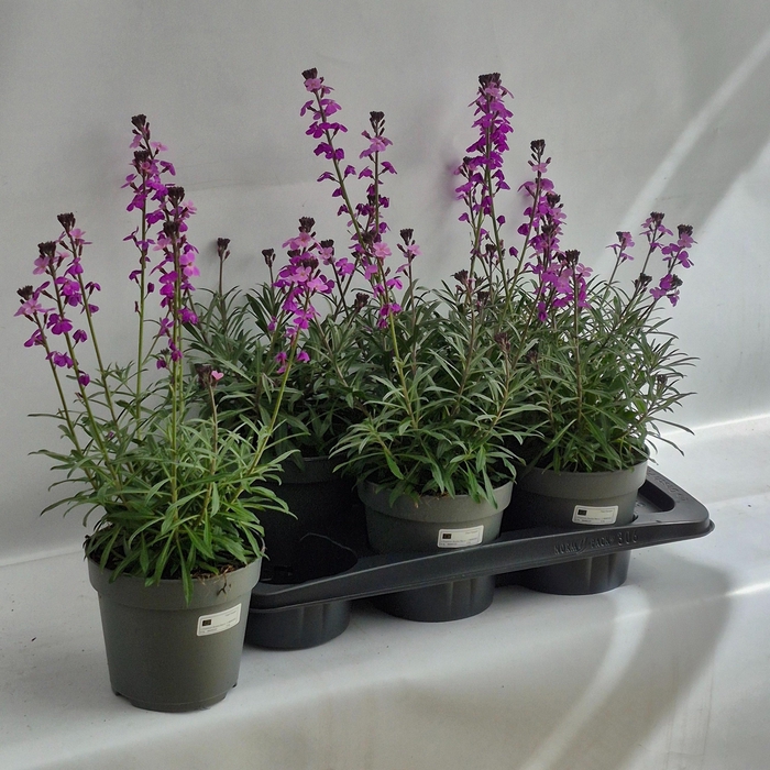 <h4>ERYS BOWLES MAUVE</h4>