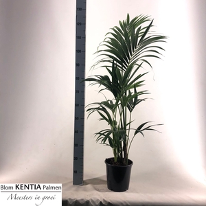 HOWEA FORSTERIANA