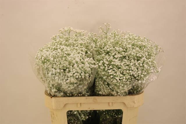 <h4>Gyps Pa Cosmic</h4>