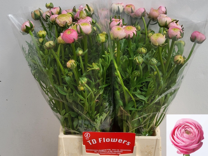 <h4>Ran Aazur Li Pink</h4>