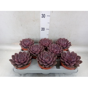 Echeveria   ...