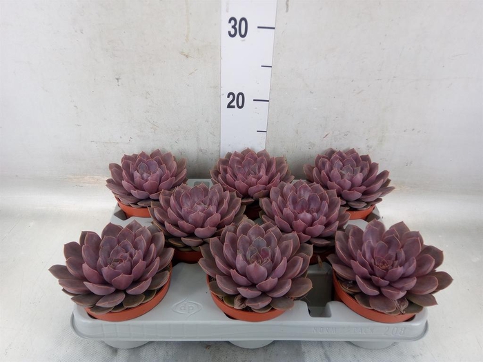 <h4>Echeveria   ...</h4>