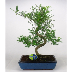 Zanthoxylum piperitum, 35cm., shape, without dip tray