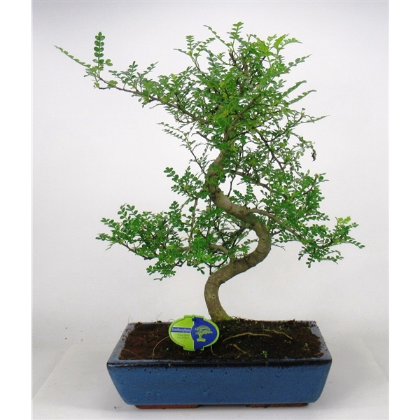 <h4>Zanthoxylum piperitum, 35cm., shape, without dip tray</h4>