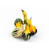 Sier Cuc P Indian Mix X40