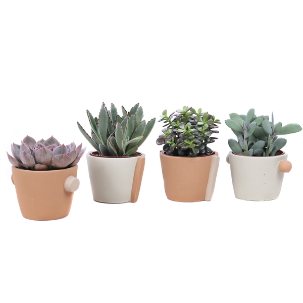 <h4>Succulent mix 10,5 cm in Java sierpot</h4>