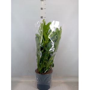 Philodendron bipinn. 'Little Hope'