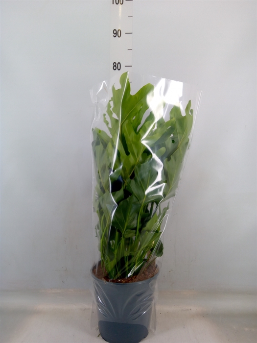 <h4>Philodendron bipinn. 'Little Hope'</h4>
