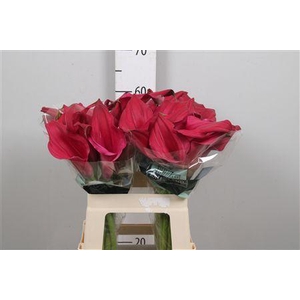Zant Pink Jewel