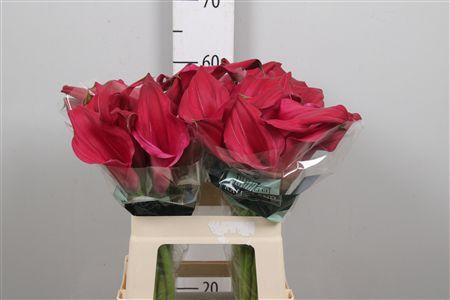 <h4>Zant Pink Jewel</h4>