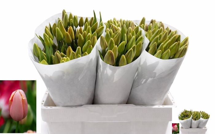 <h4>TU EN MENTON</h4>