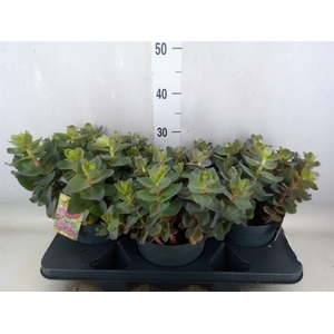 Sedum telep. 'Seduct Rose Soiree'