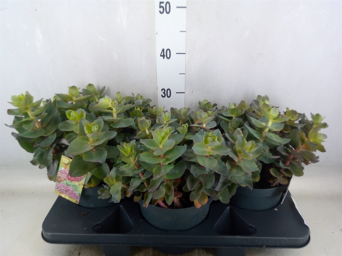 <h4>Sedum telep. 'Seduct Rose Soiree'</h4>
