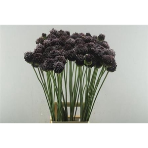 Allium Forelock