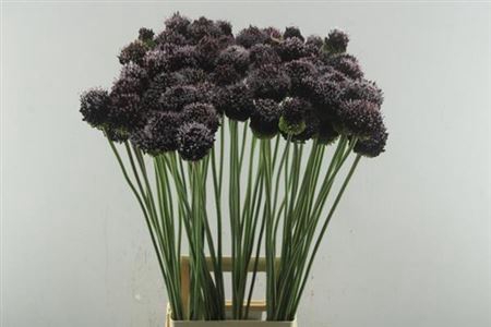 Allium Forelock