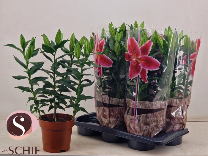 <h4>LIL OR MAGNY COURS</h4>